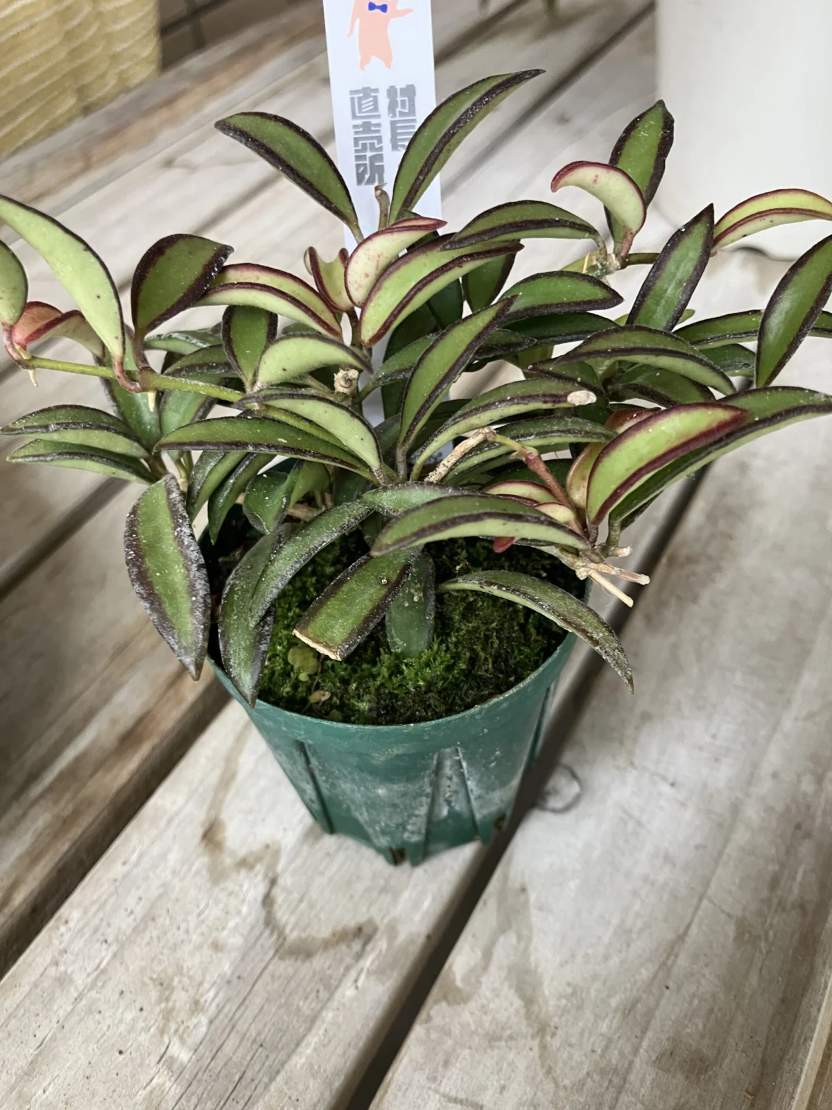 ホヤ　sp9 エスピー9