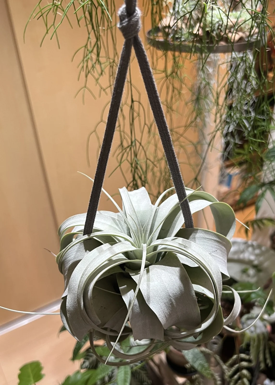 ティランジア キセログラフィカ