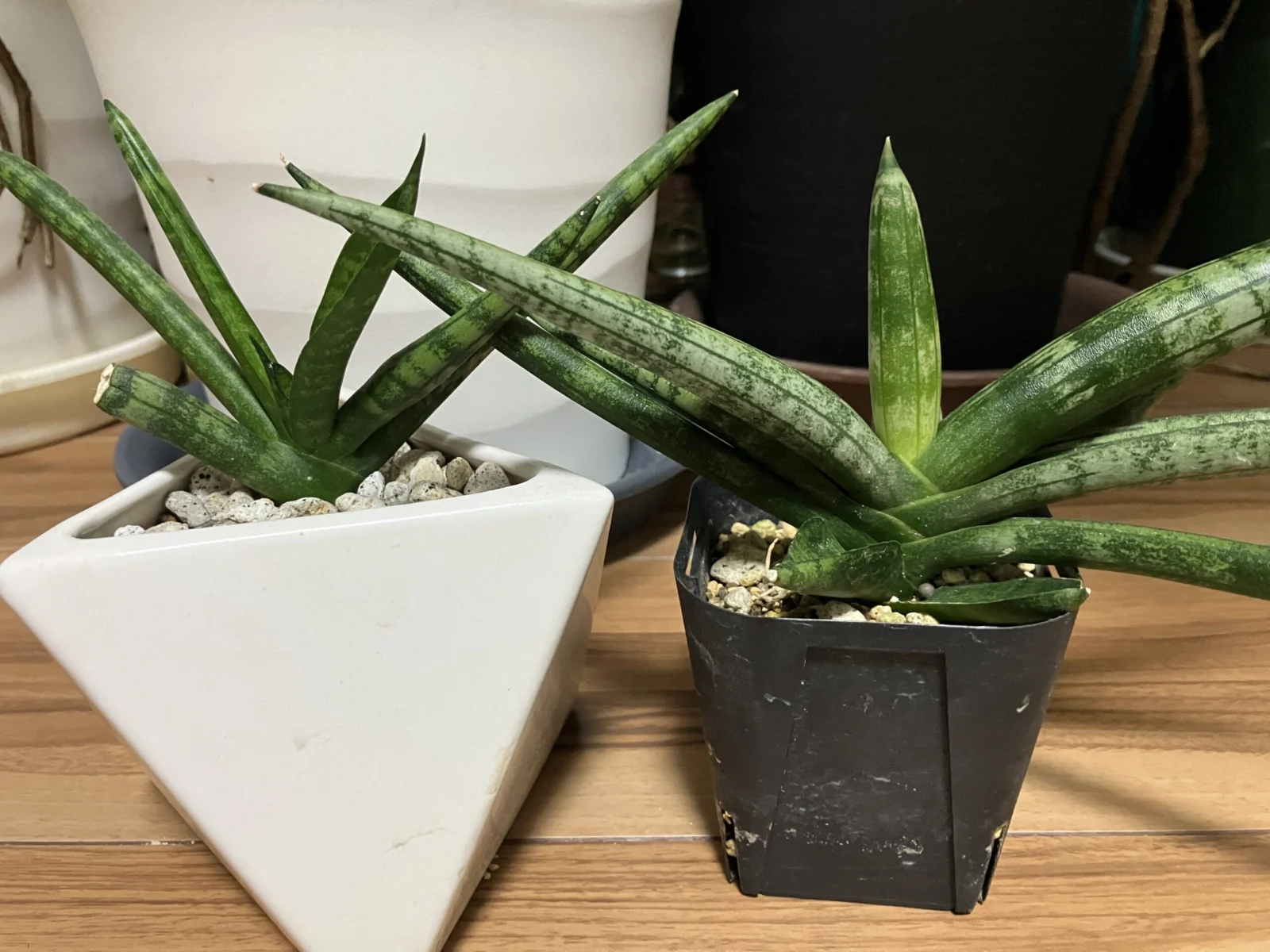 サンセベリア　ボンセレンシス