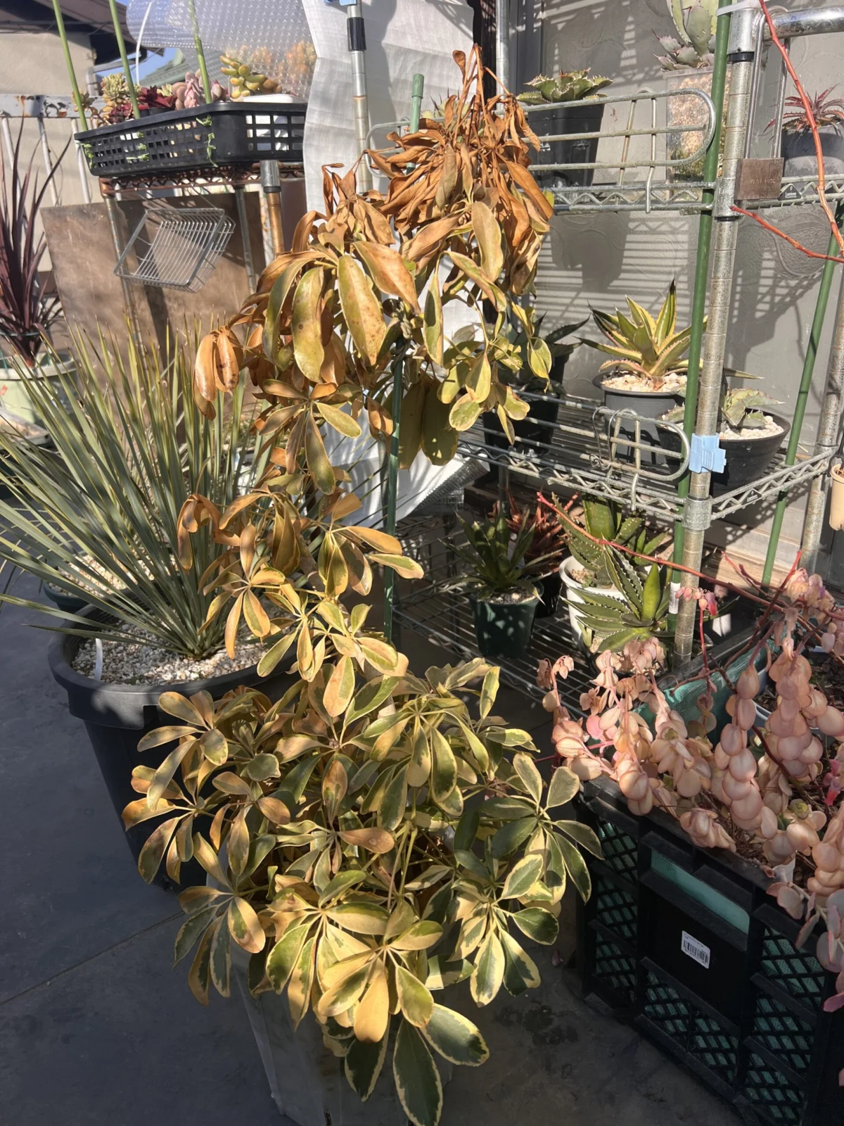 シェフレラ　ハッピーイエロー