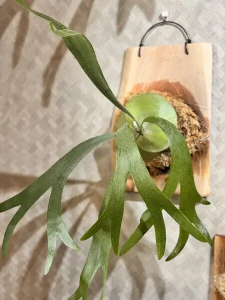 ビカクシダ　アルキコルネ　アルシコルネ　ホムセン