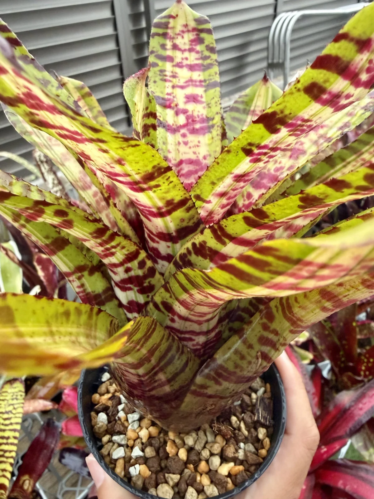 ネオレゲリア　ラベナラ ネオレゲリア – Plants Navi