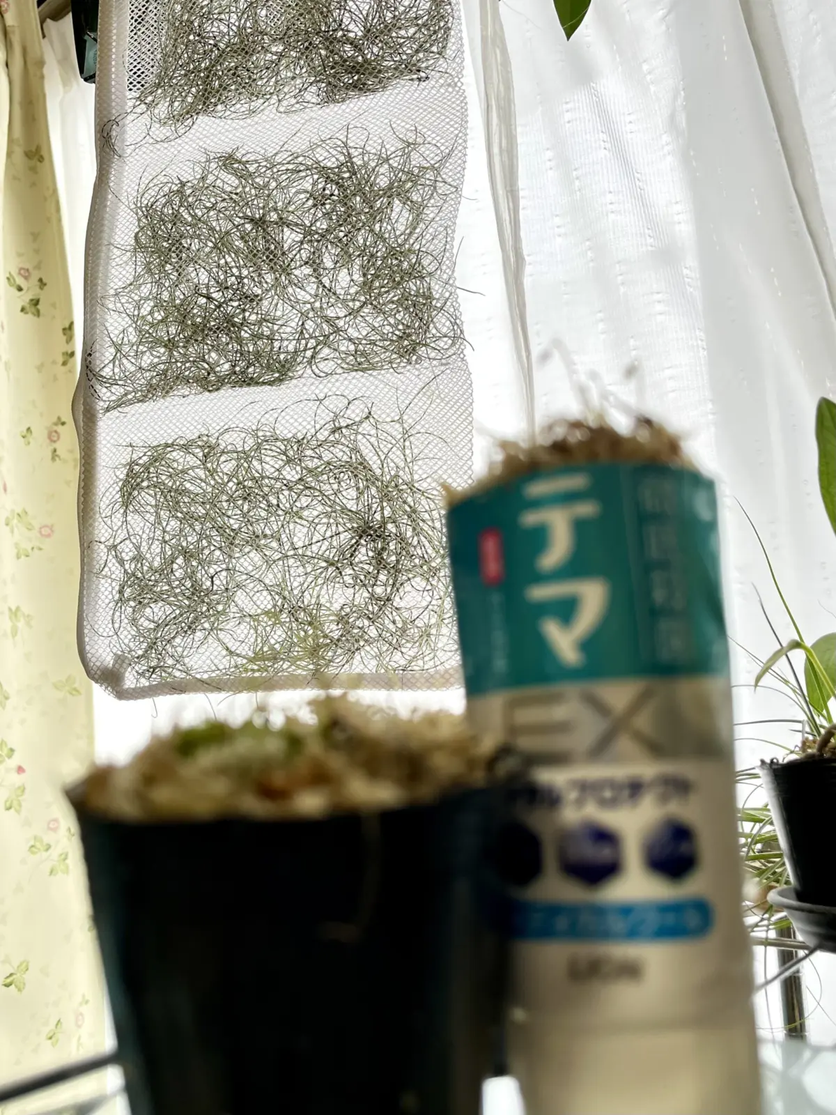 ティランジア　ウスネオイデス　食虫植物　ウトリクラリア
