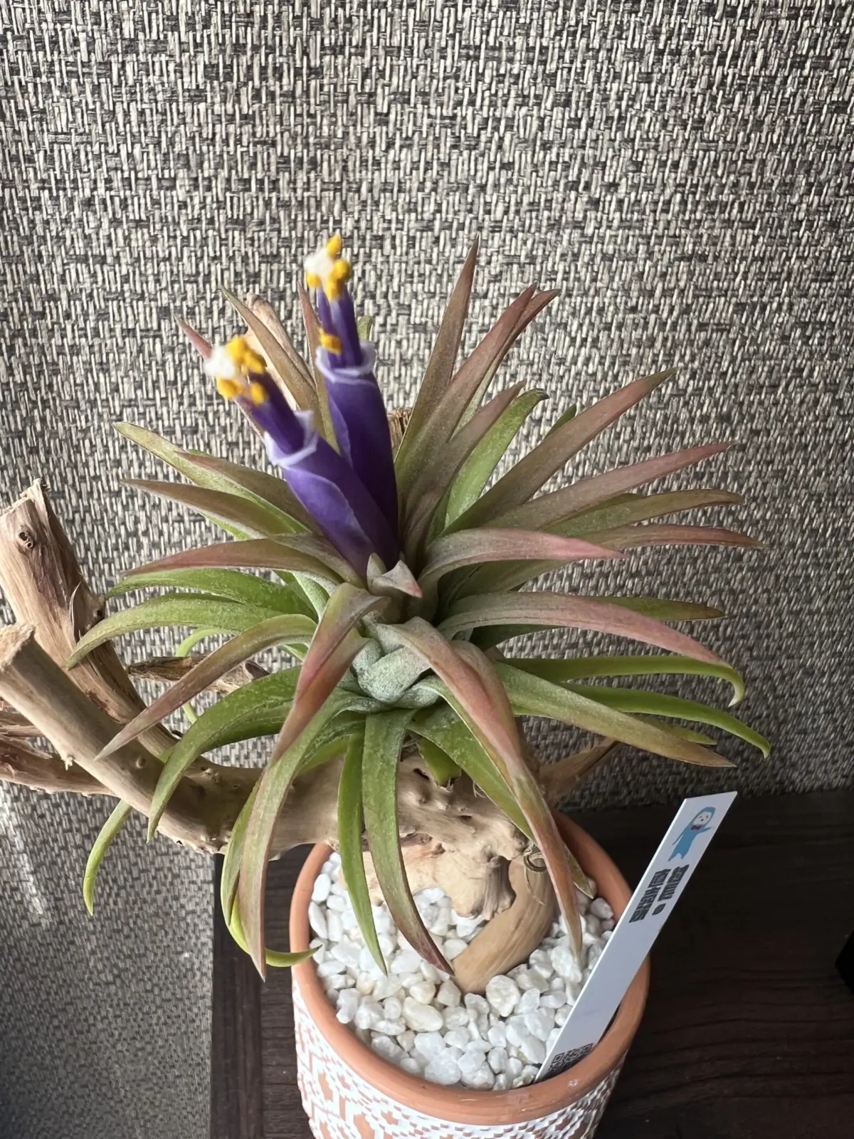 チランジア　イオナンタ　ロン　開花