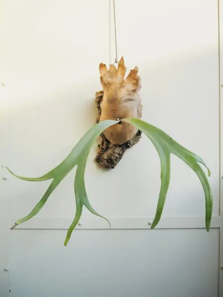 ビカクシダ　ウィリンキー