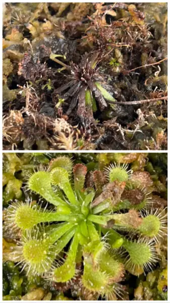 食虫植物　トウカイコモウセンゴケ　ドロセラ　トウカイエンシス　アブラムシ　害虫　モウセンゴケ