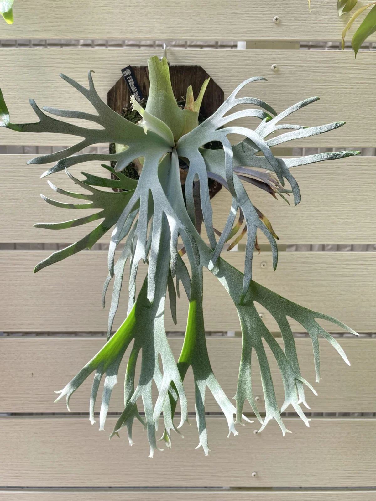 ビカクシダ　バクテリア　