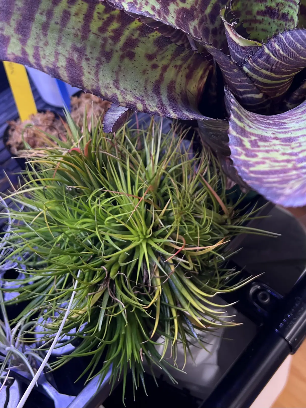 ティランジア イオナンタ クランプ