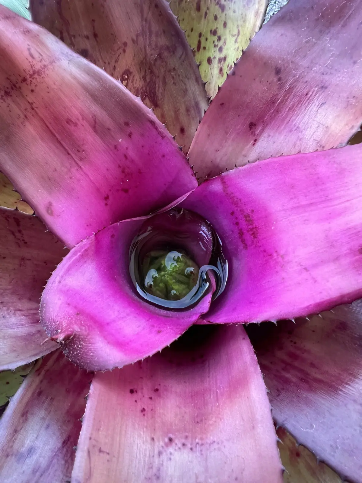 ネオレゲリアSP アメジスト