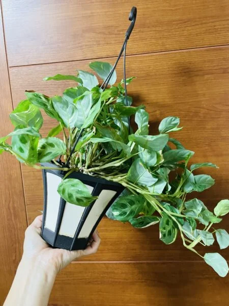 マランタ 斑入り 株もとスカスカ、のびのび