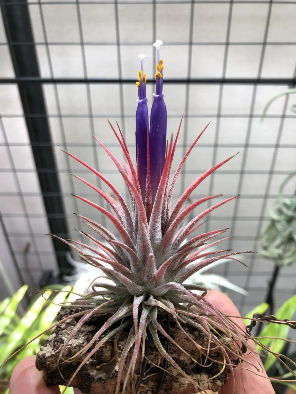 ティランジア イオナンタ