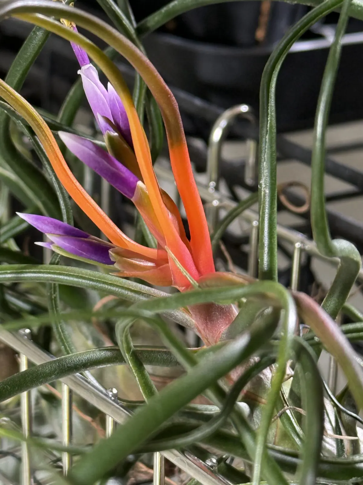 ティランジア ブルボーサ オレンジ