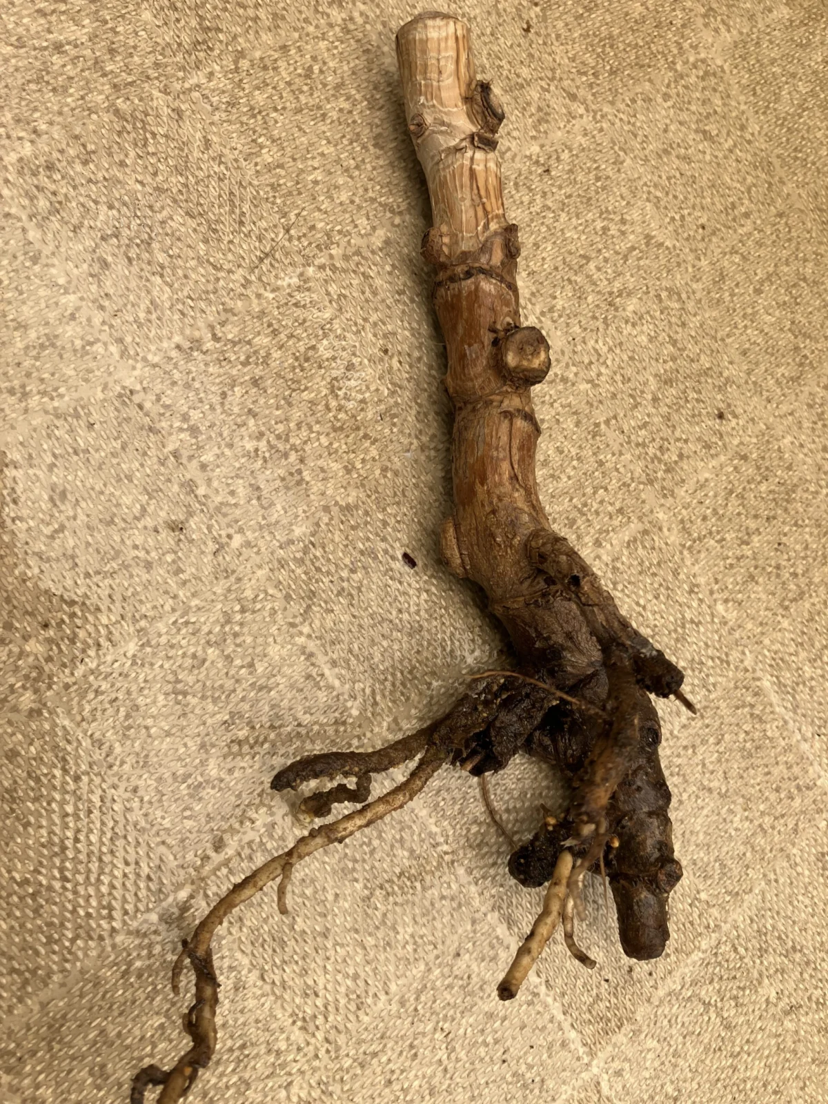 モンステラ　デリシオーサ