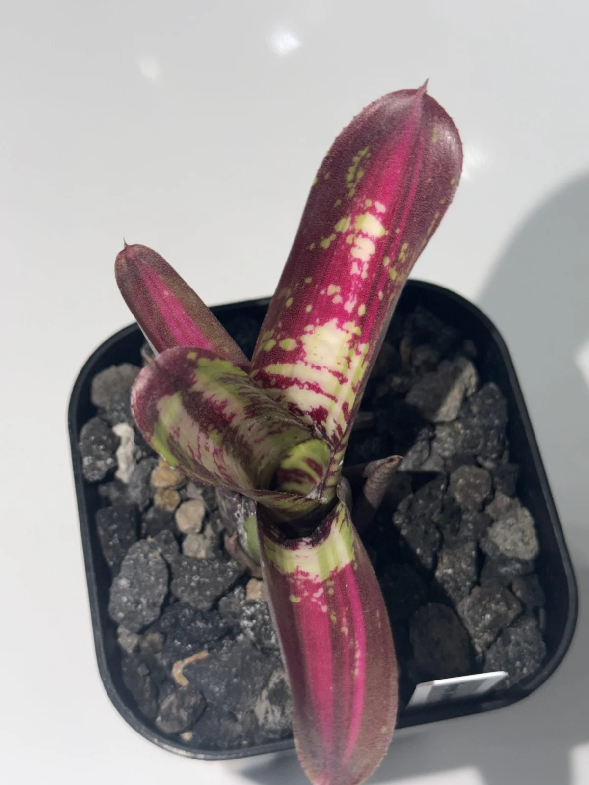 ネオレゲリア ジャバウォック