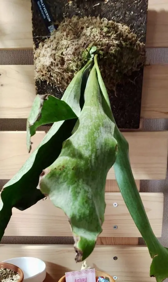 ビカクシダ ネザーランド