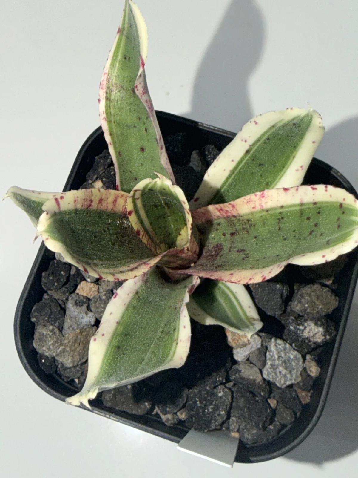 ネオレゲリア ルンバ