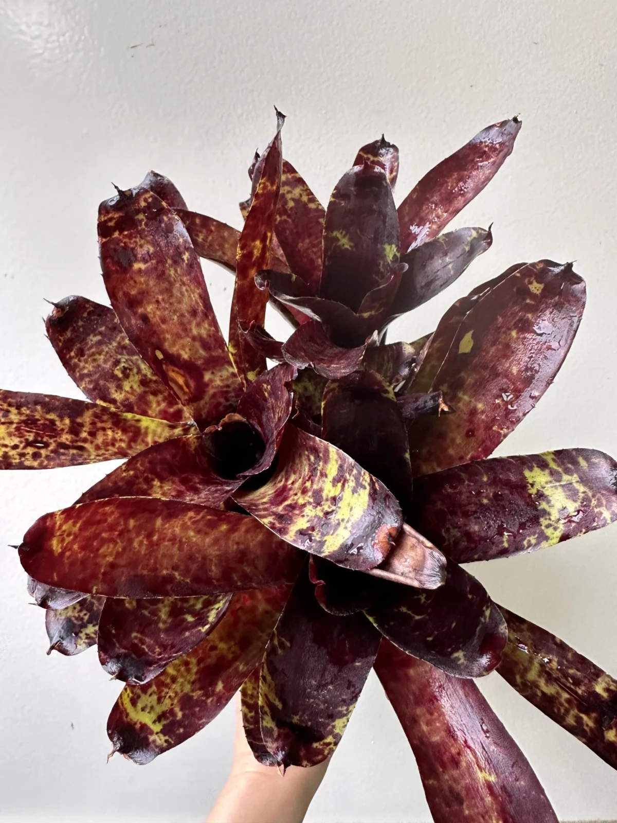 ネオレゲリア　ジャバプラム