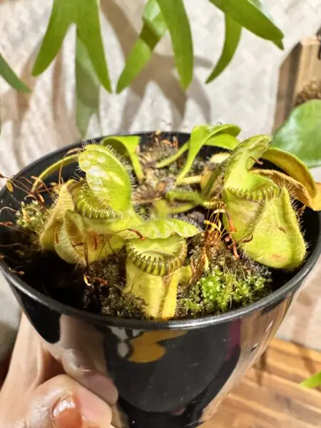 食虫植物　セファロタス　うどんこ病