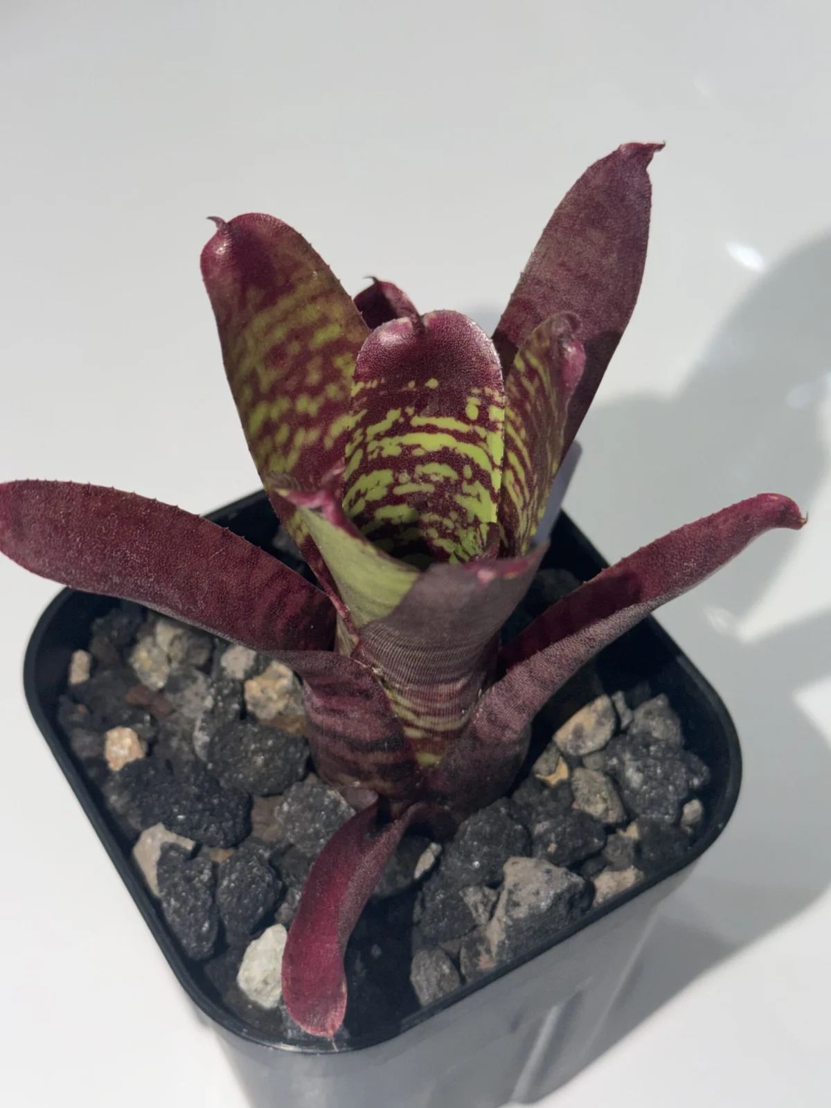 ネオレゲリア ゴールデンフェザント