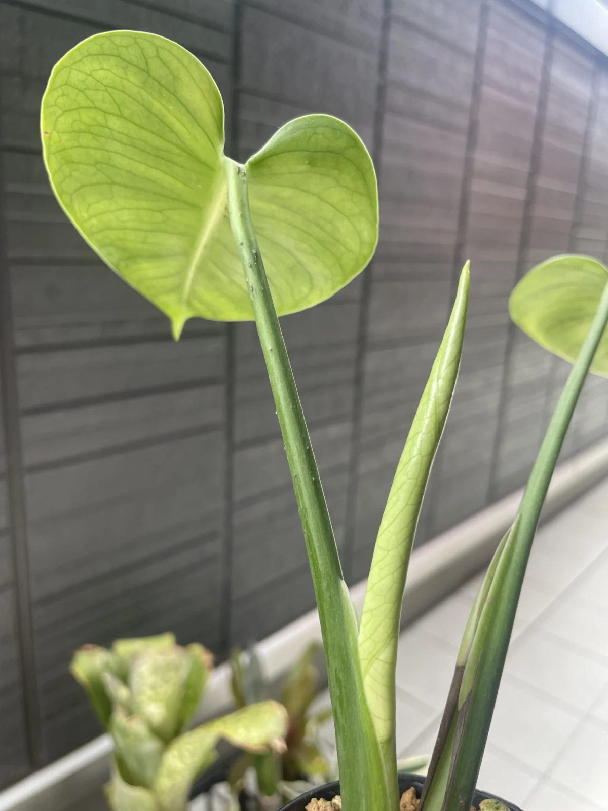 モンステラ　福助　