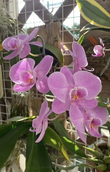 胡蝶蘭 コチョウラン ファレノプシス Phal.Kyo Pink Sakuraku