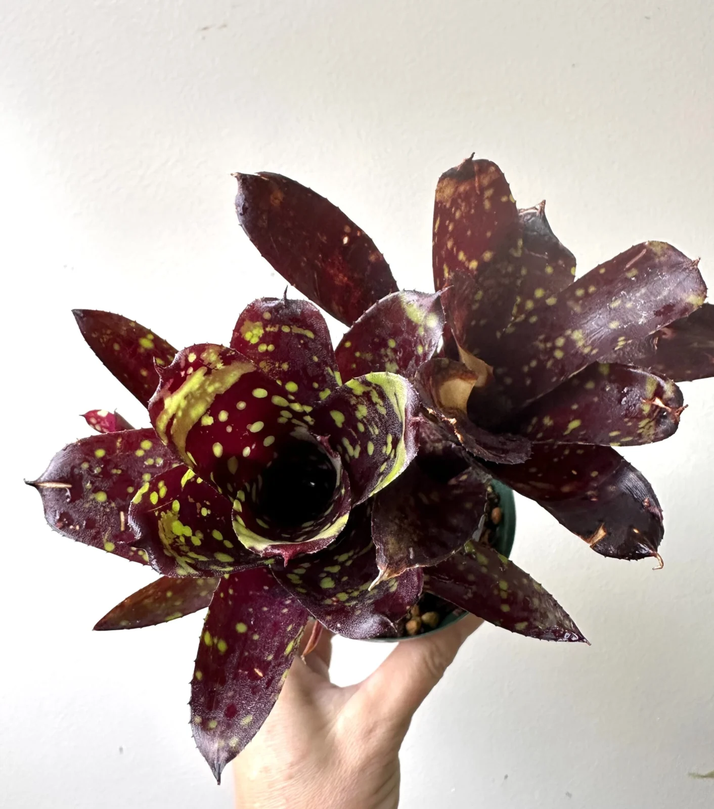 ネオレゲリア　ドミノ