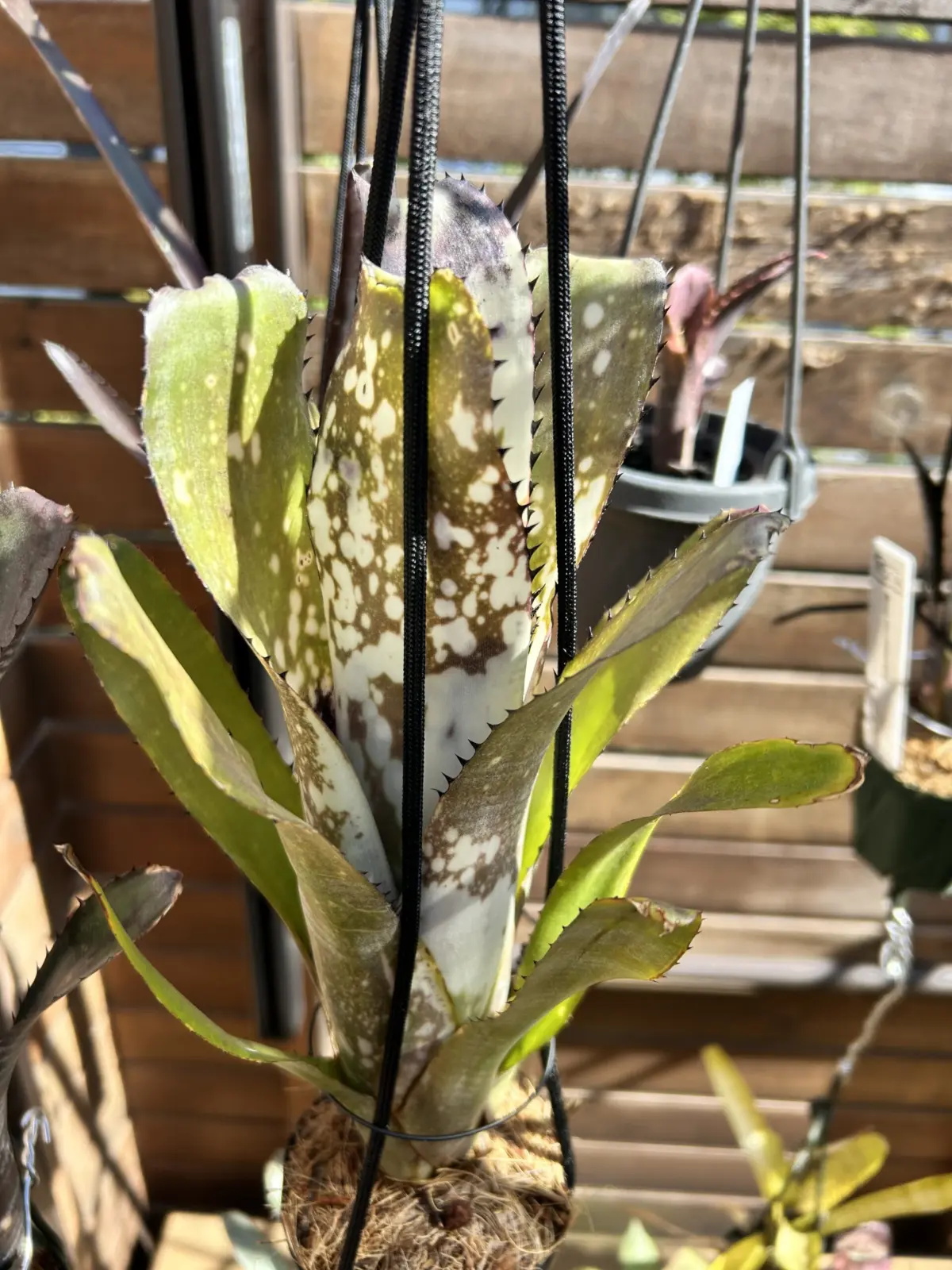 ビルベルギア　カハカイ