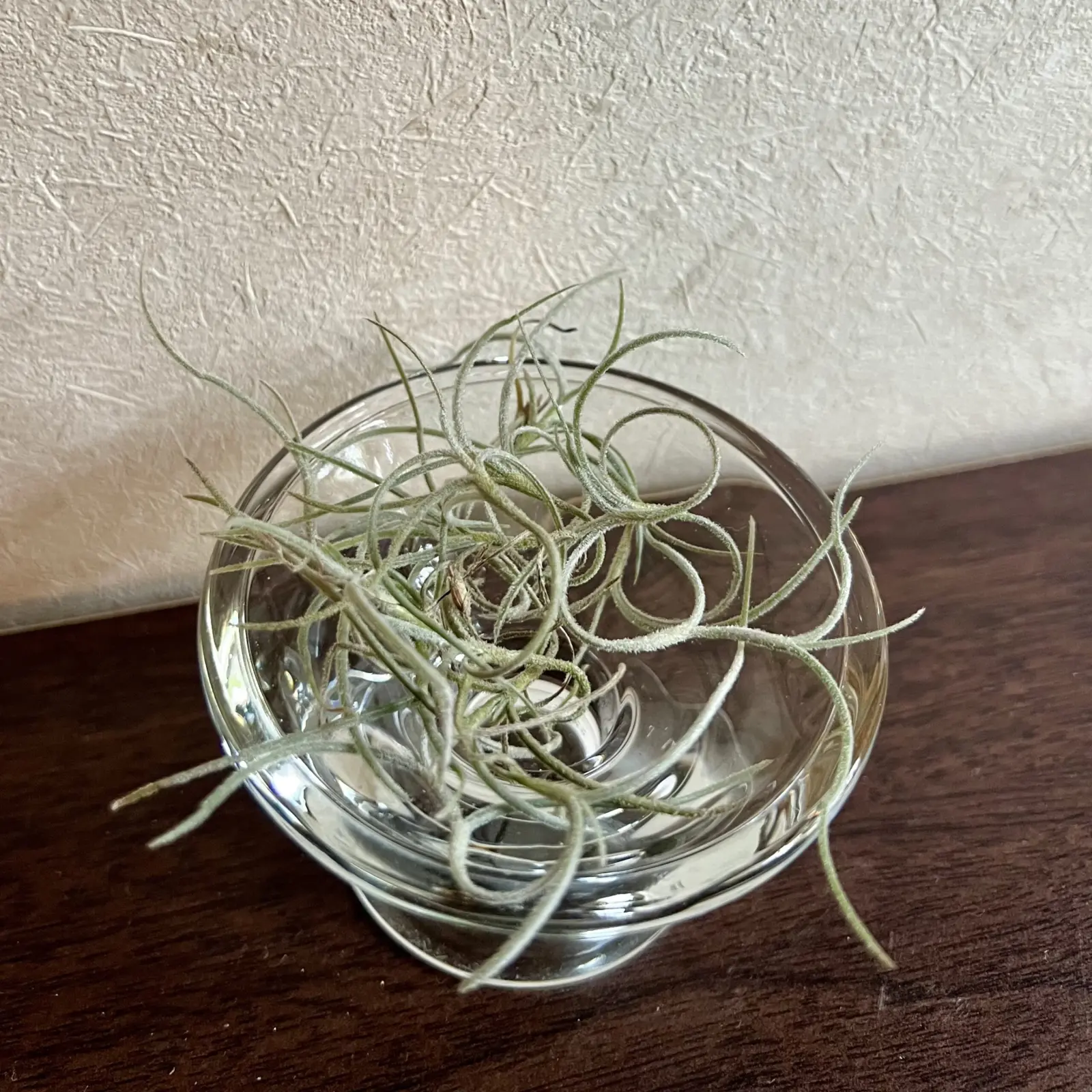 ティランジア　ウスネオイデス