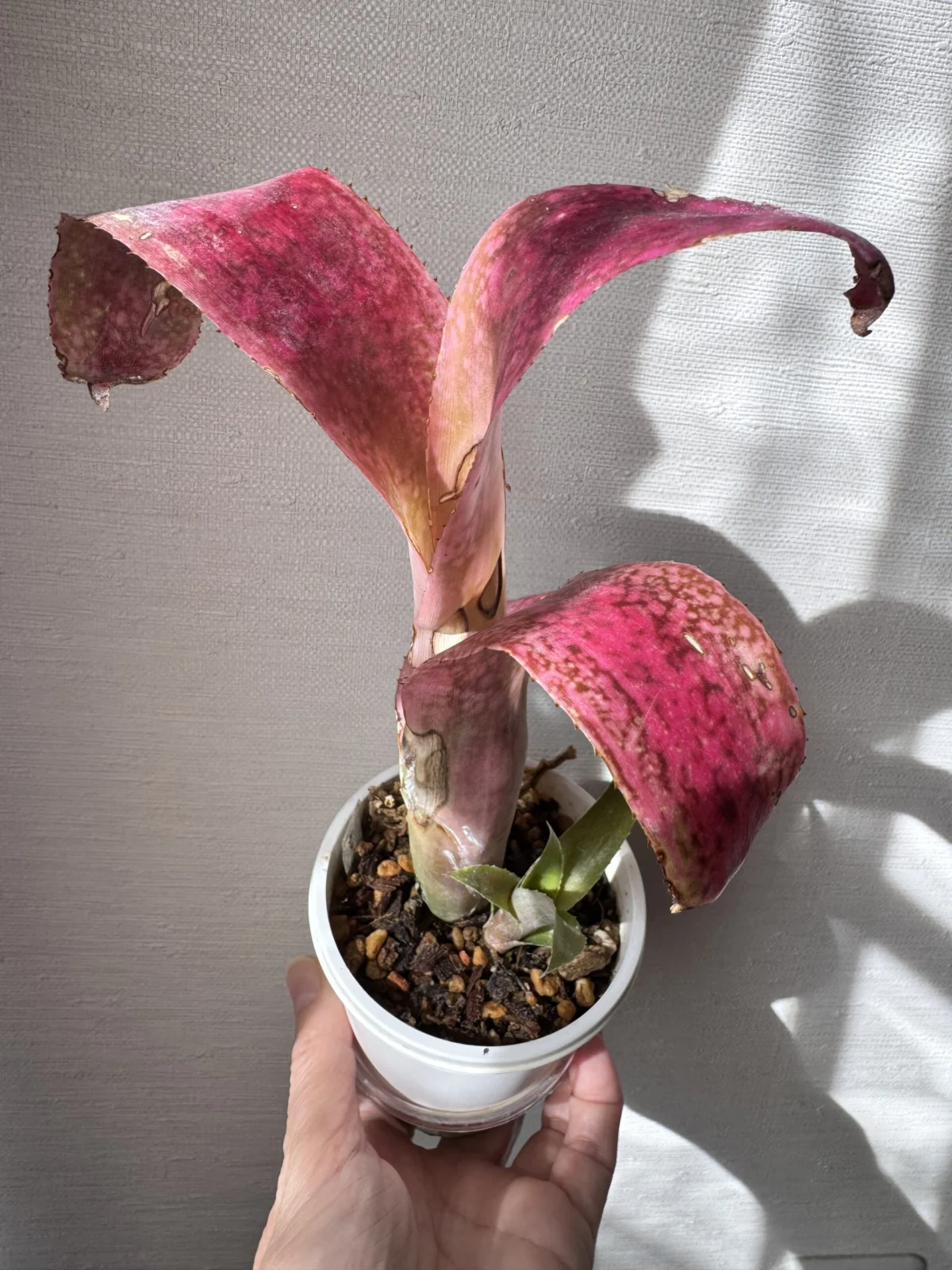 ビルベルギア　フラアウワナ