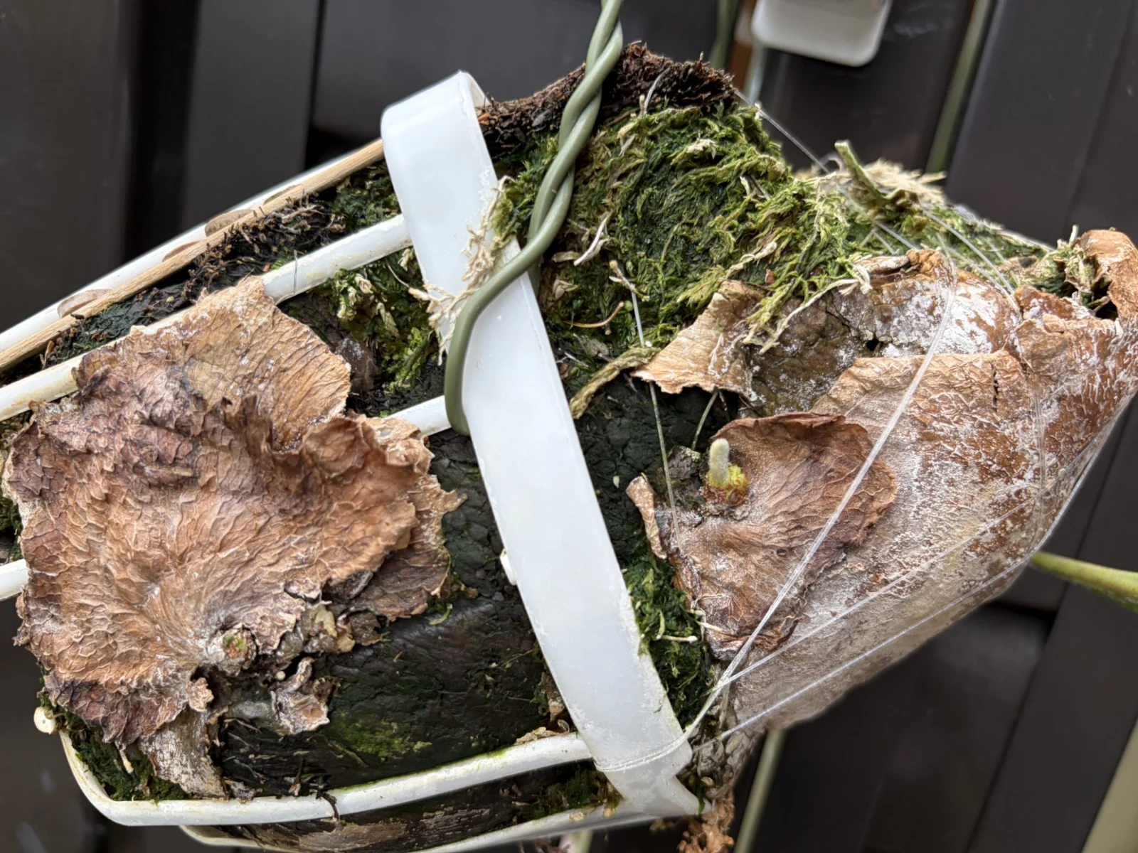 横浜　瀕死のビカクシダ　昭和か平成か分からないやつ