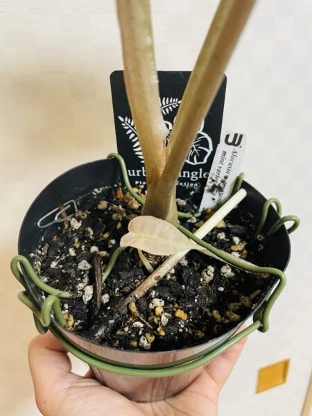 アロカシア ミントバリエガータ 斑入り 新芽 ホームセンター