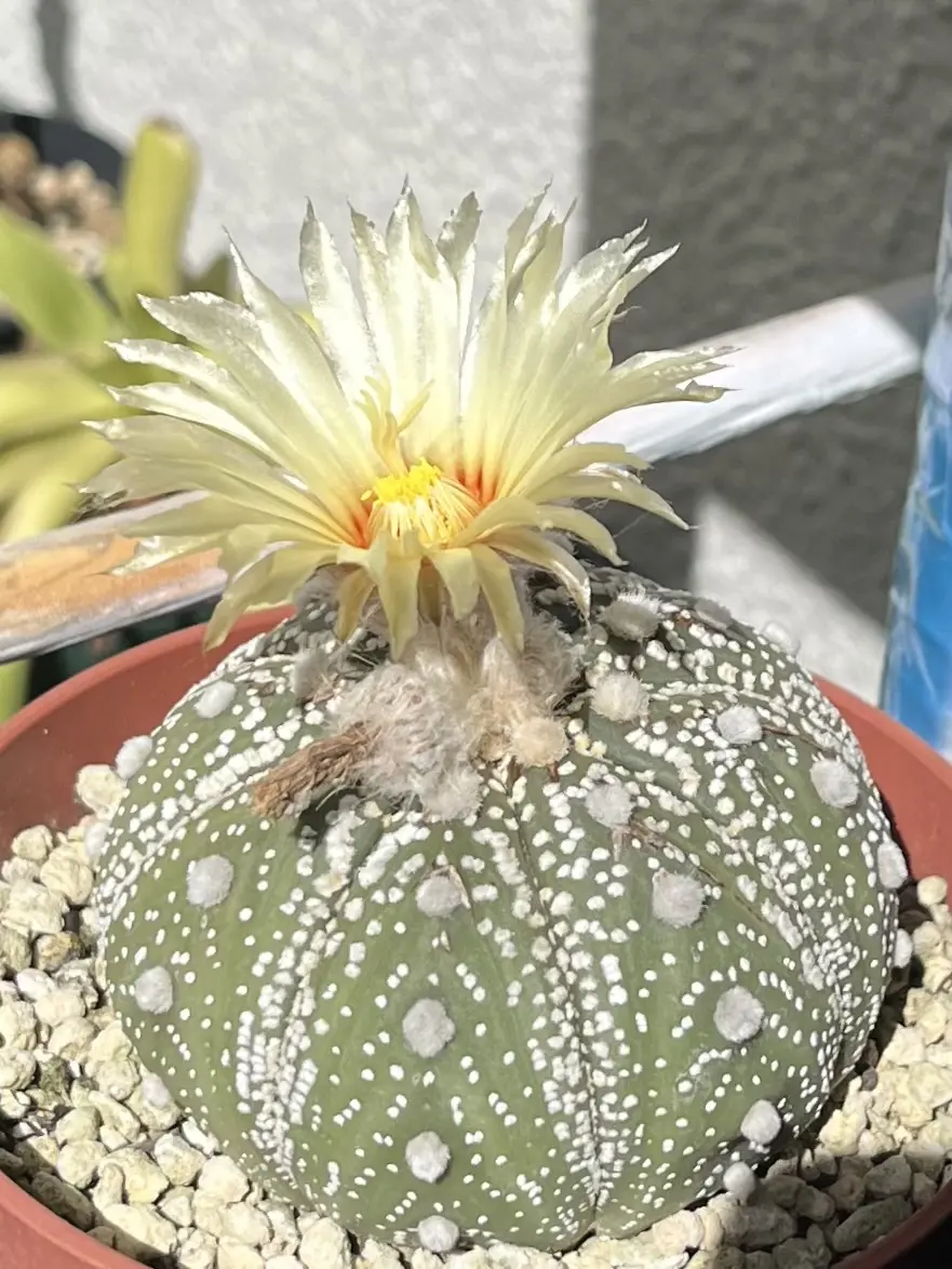 サボテン　アストロフィツム　兜丸　花