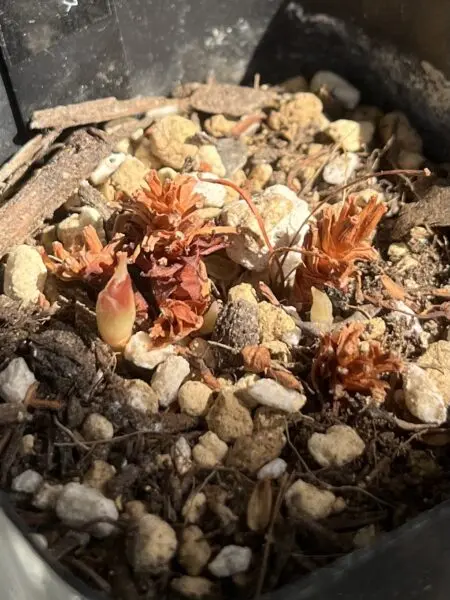 球根植物　オキザリス　札落ち