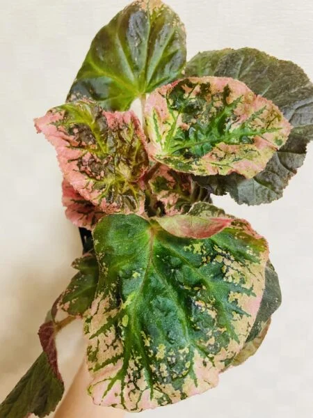 ベゴニア　ミッドナイトサン　根茎性
