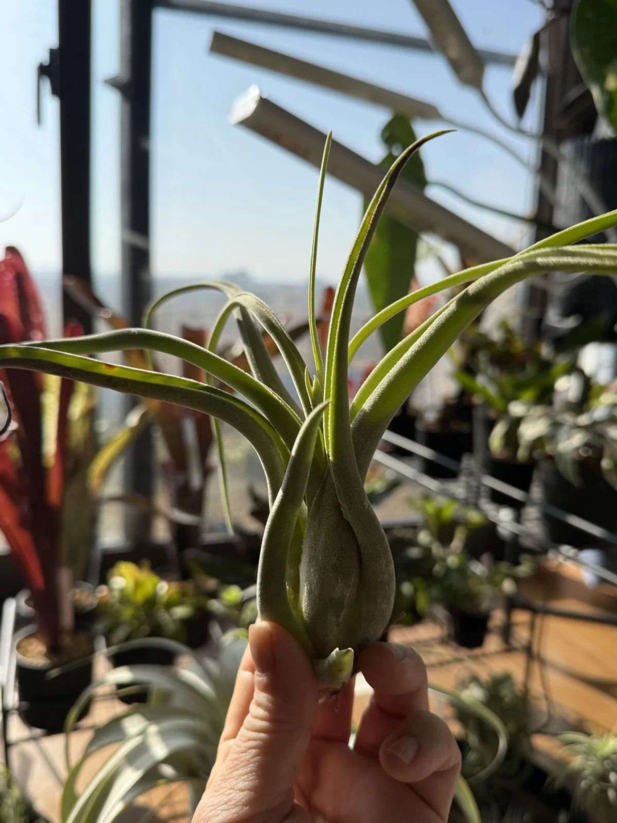 ティランジア カプトメデューサエ アルバ 花芽