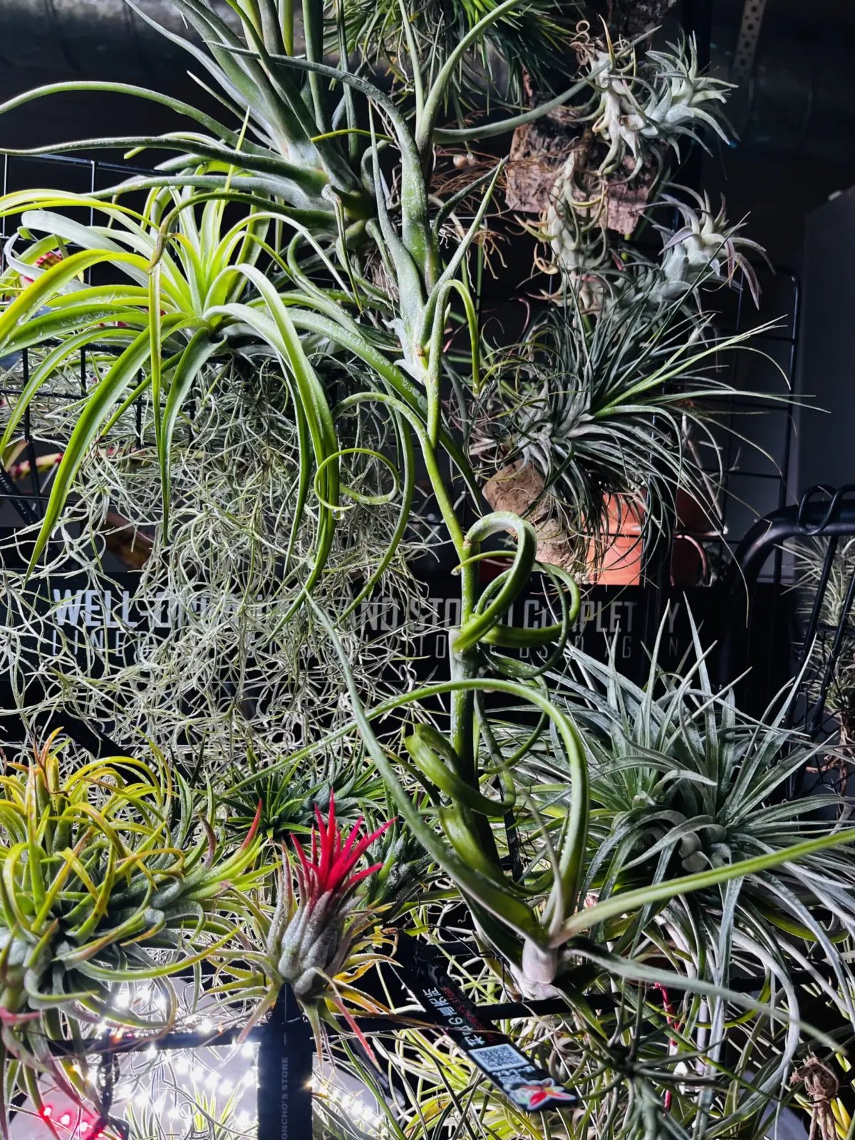 ティランジア　インターメディア