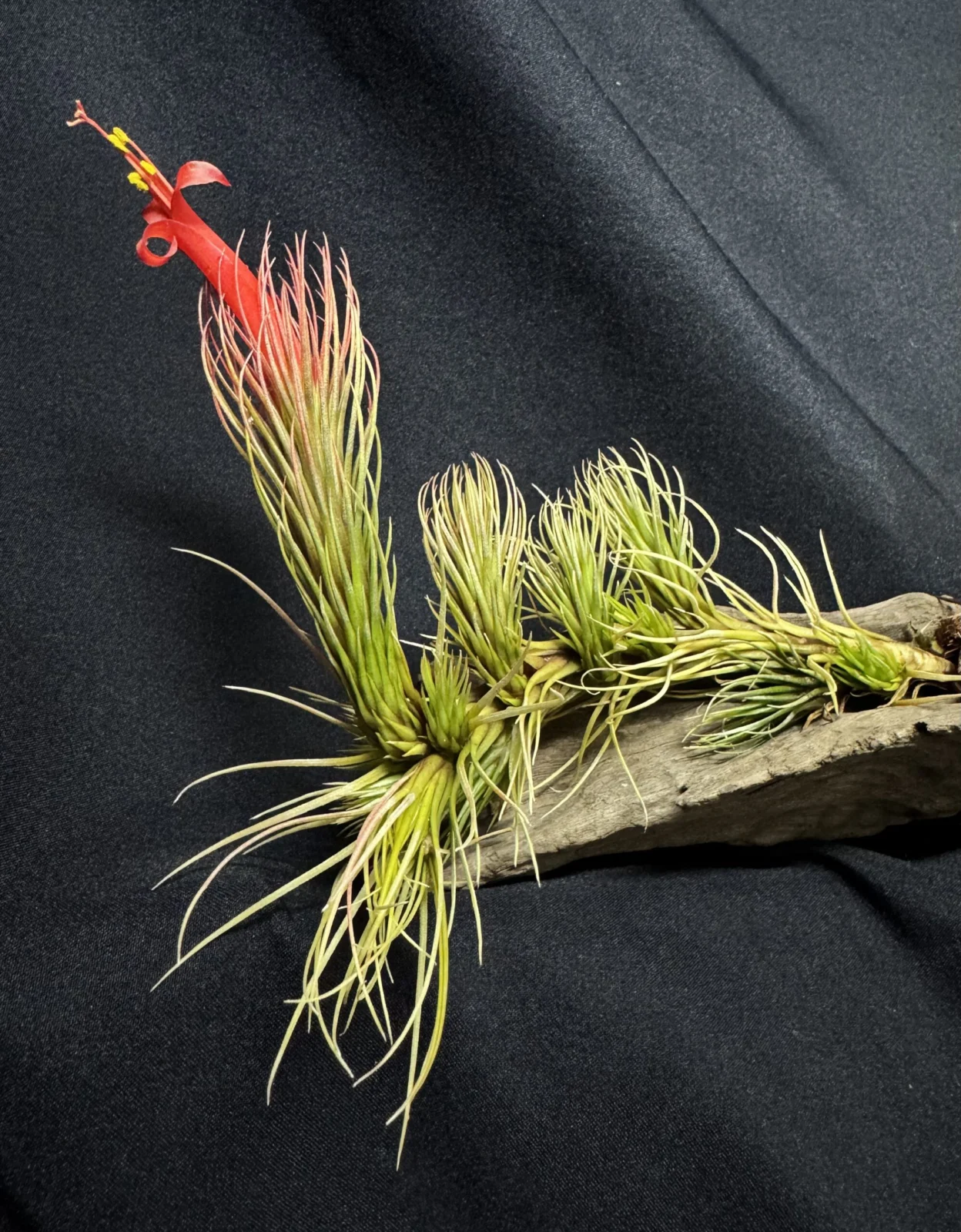 ティランジア　フンキアナ　オレンジ　フンキアーナ