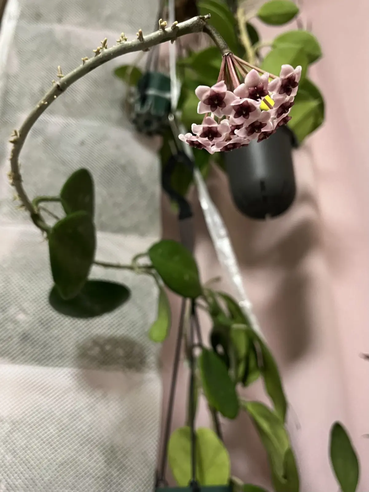 ホヤ　オボバタ　花