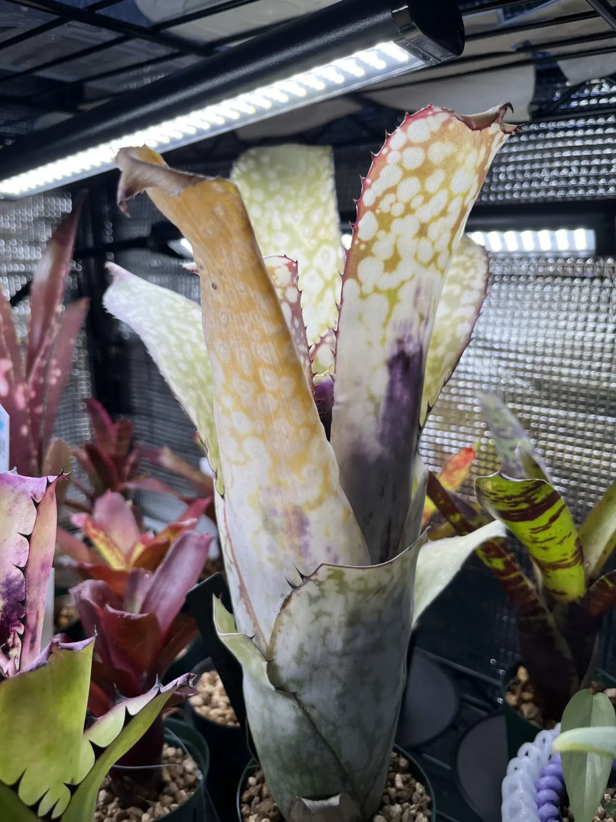 ビルベルギア　アラカイ