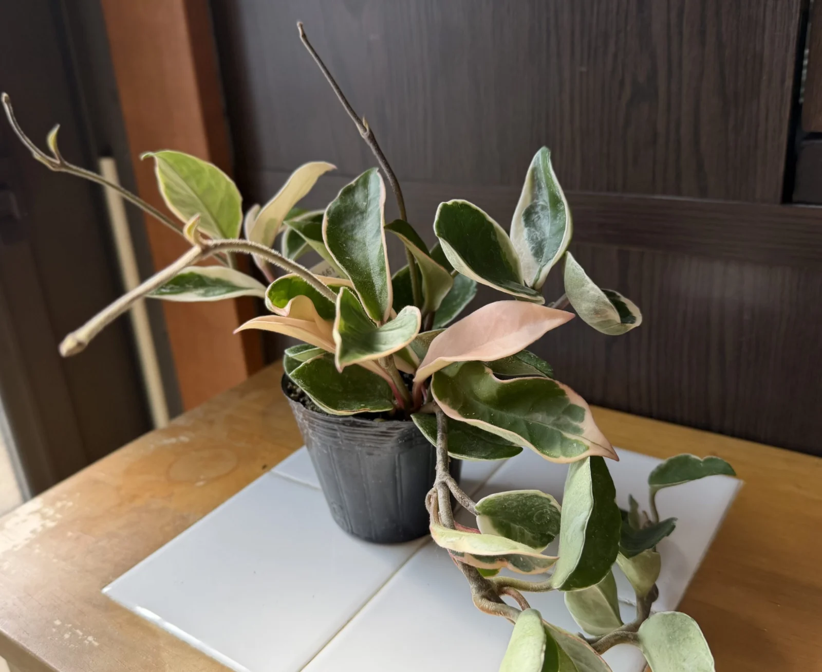 ホヤ カルノーサ リップカラー