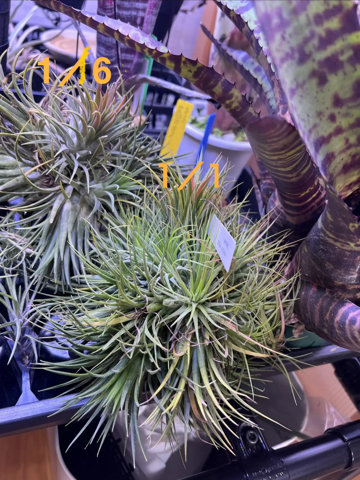 ティランジア　イオナンタ　クランプズ