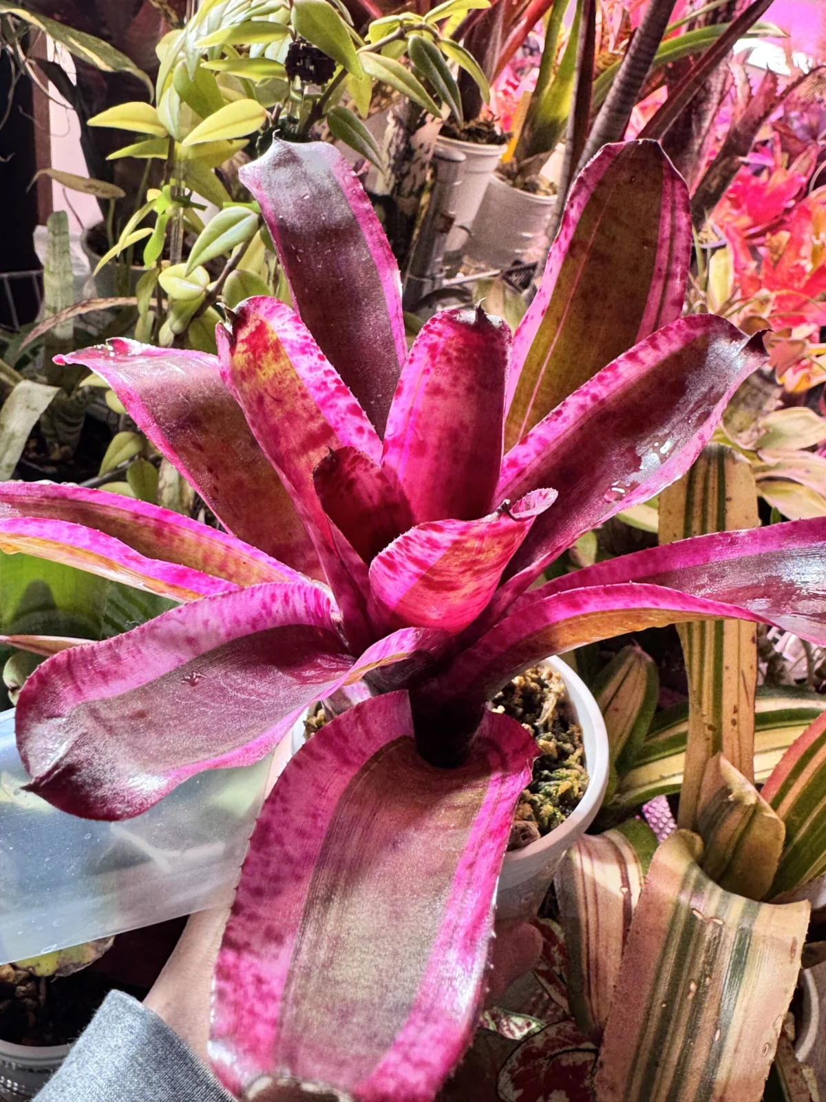 ネオレゲリア　キャンディクラッシュ