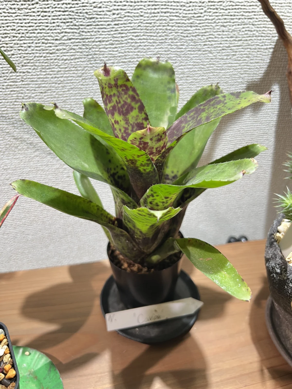 ネオレゲリア　キャビア