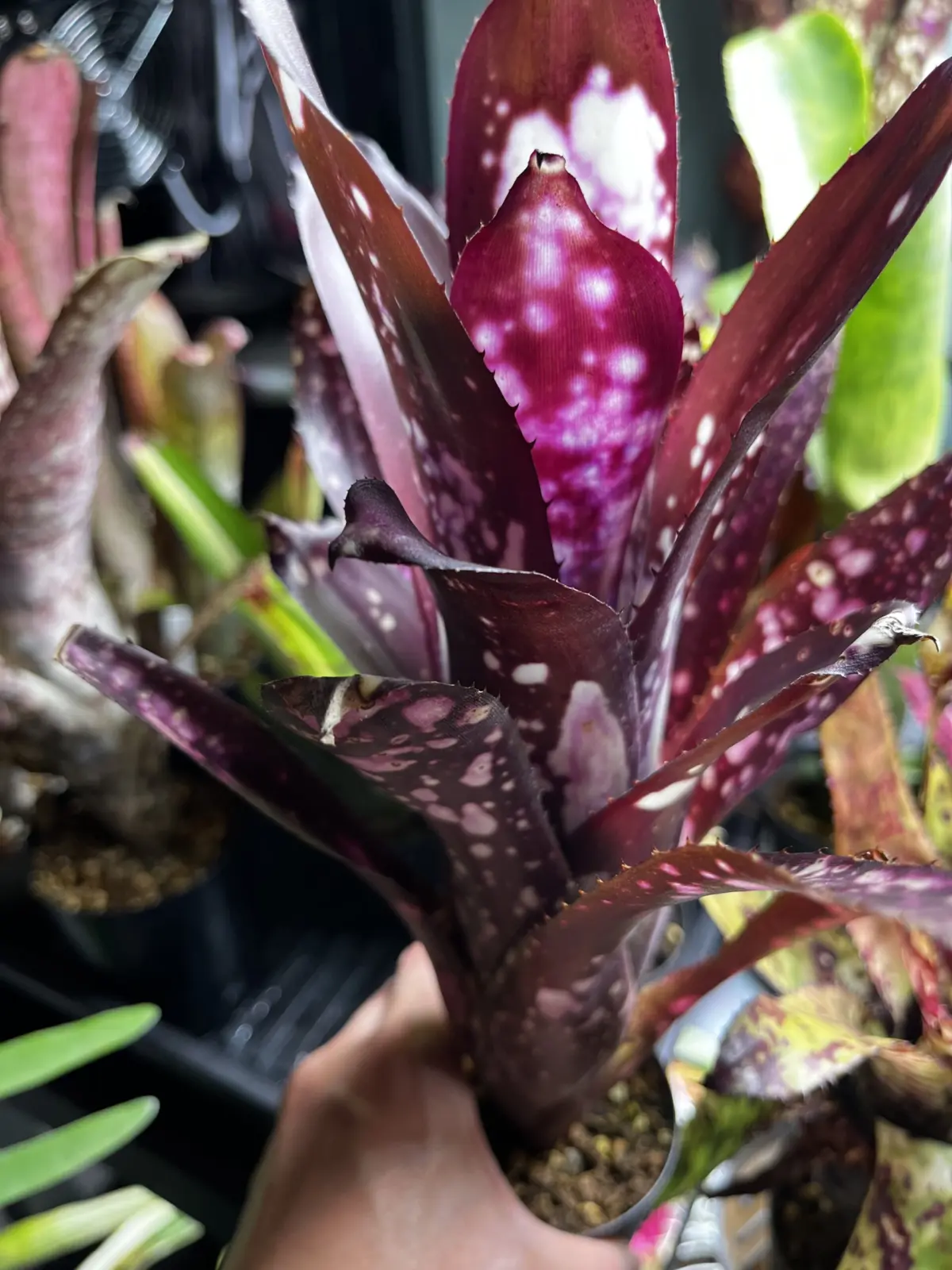 ビルベルギア　pt007