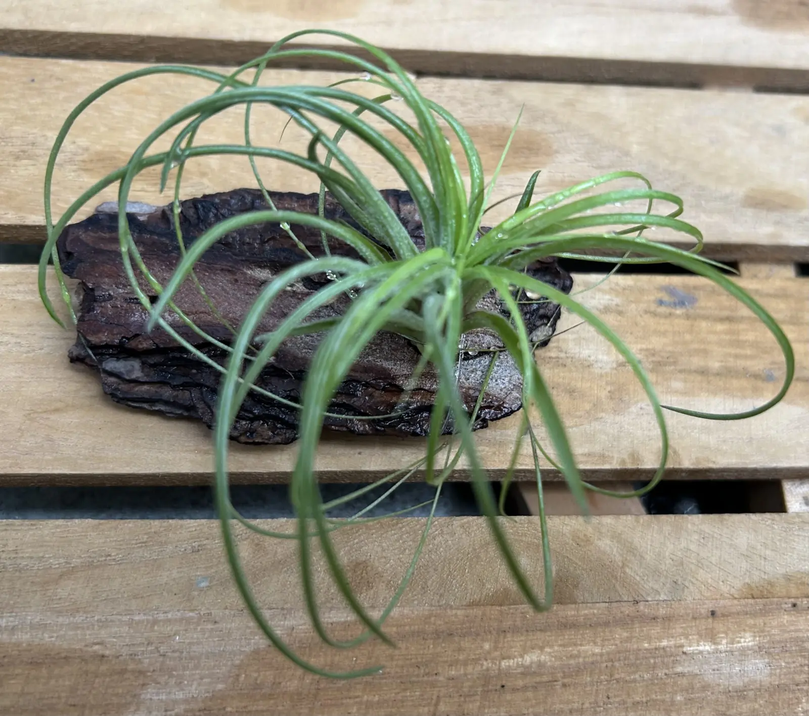 ティランジア　ストリクタ