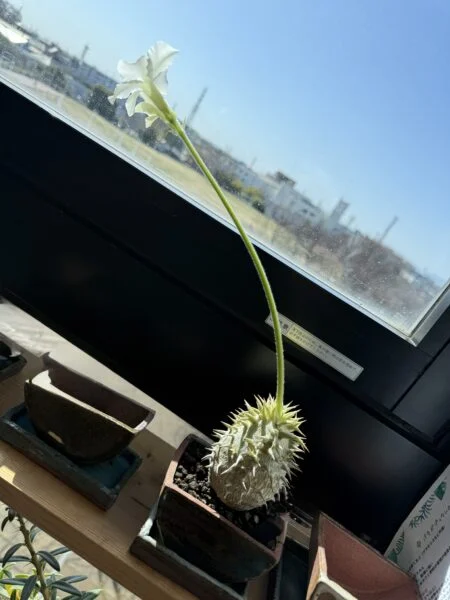 パキポディウム　エブレネウム　開花