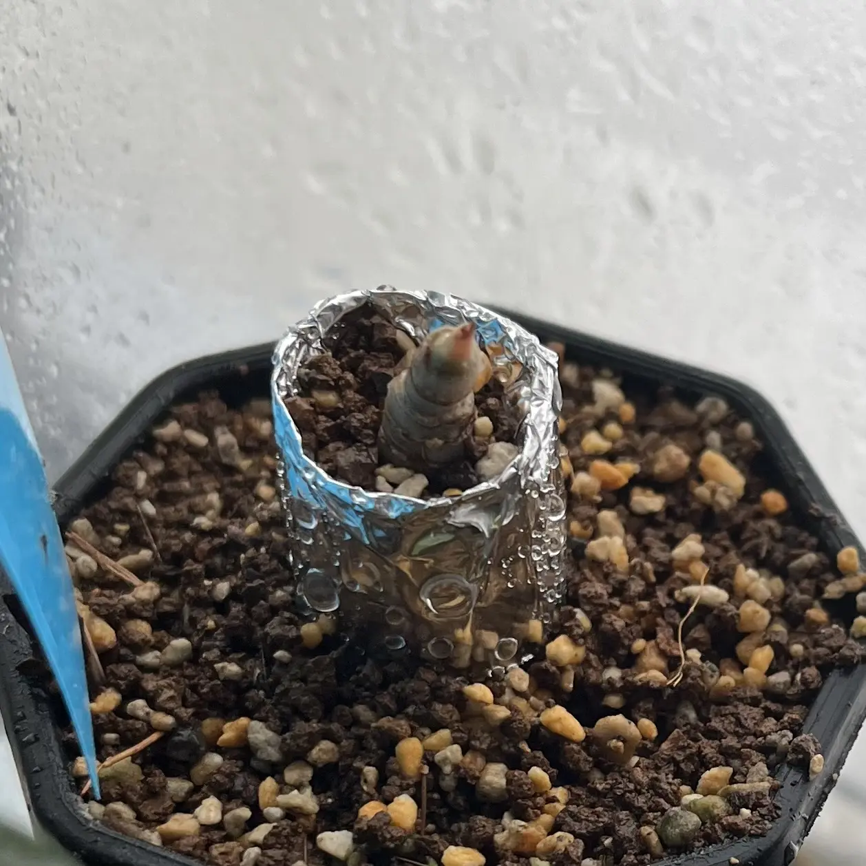 アロイド　アロカシア　アズラニー　ダサいやつ　ダサい園芸