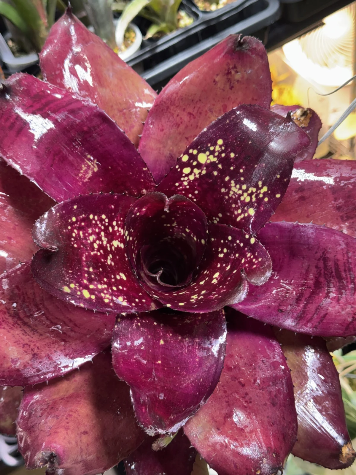 ネオレゲリア　アフリカ