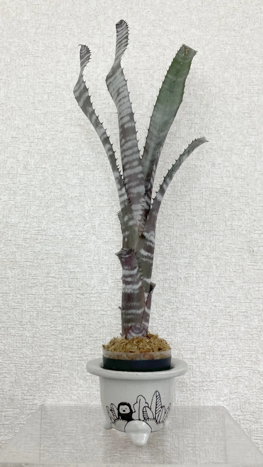 ビルベルギア スキーピースリー