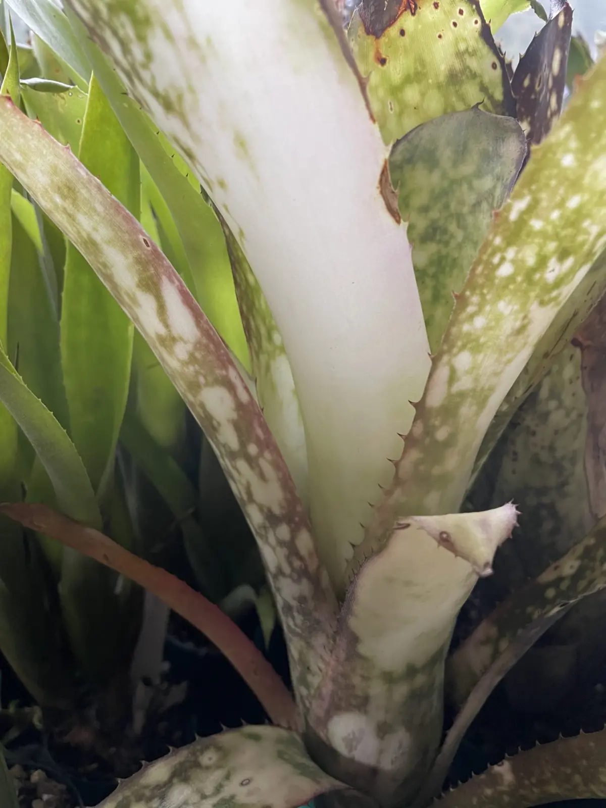 ビルベルギア　バードオブパラダイス